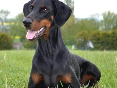 Dobermann vom Schwansee - Unsere Dobermann-Dame Quinoa