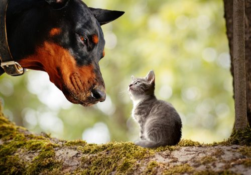 Dobermann vom Schwansee - Dobermänner sind auch gegenüber anderen Tieren neugierig