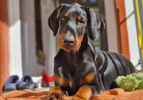 Dobermann vom Schwansee - Unser Dobermann-Welpe Betty Baldur