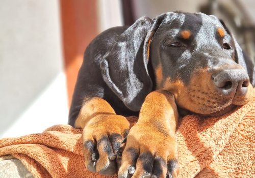 Dobermann vom Schwansee - Unsere Dobermann-Dame Betty Baldur