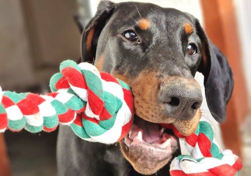 Dobermann vom Schwansee - Unsere Dobermann-Dame Betty Baldur