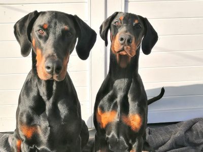 Dobermann vom Schwansee - Unsere Dobermann-Damen Aloha Nani und Quinoa