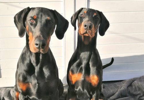 Dobermann vom Schwansee - Unsere Dobermann-Damen Aloha Nani und Quinoa