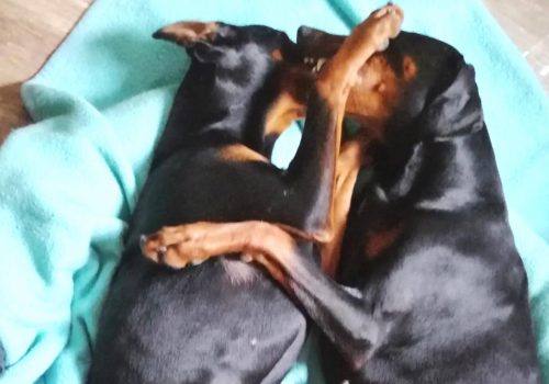 Dobermann vom Schwansee - Betty Baldur und Aloha Nani