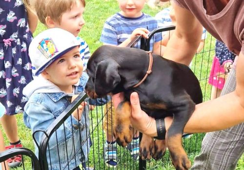 Dobermann vom Schwansee - Unsere Dobermann-Welpen mit der ansässigen Kita