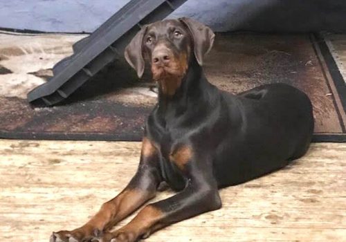 Dobermann vom Schwansee - Der Dobermann