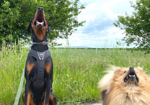 Dobermann vom Schwansee - Unsere Dobermann-Dame Aloha Nani