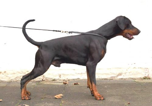 Dobermann vom Schwansee - Dein Hundefreund in allen Lebenslagen