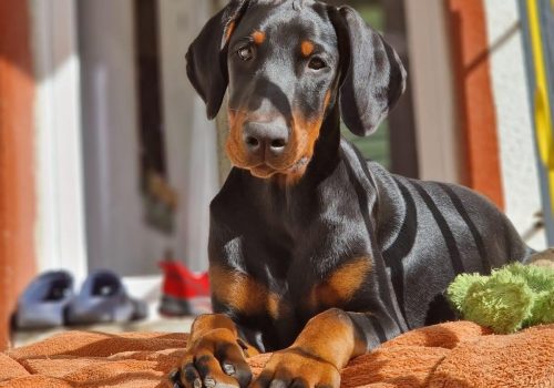 Dobermann vom Schwansee - Unser Dobermann-Welpe Betty Baldur