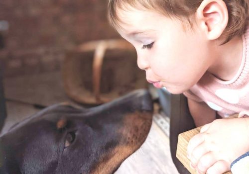 Dobermann vom Schwansee - Ein Herz in deiner Familie