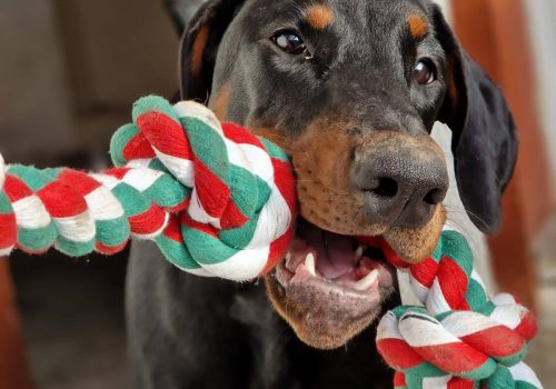 Dobermann vom Schwansee - Unsere Dobermann-Dame Betty Baldur