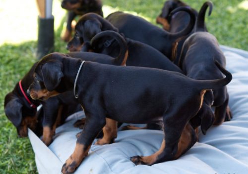 Dobermann vom Schwansee - Der C-Wurf vom 28.05.2024