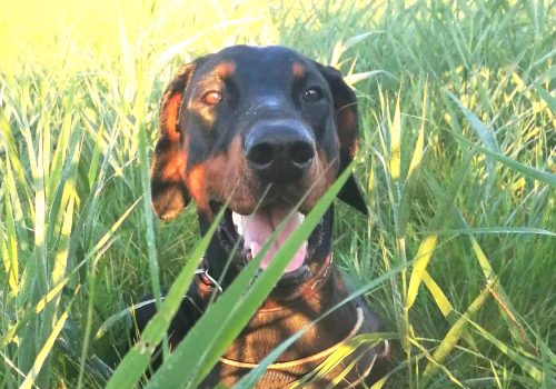 Dobermann vom Schwansee - Unsere Dobermann-Dame Aloha Nani