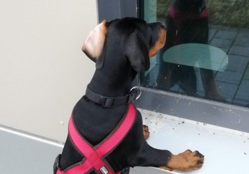 Dobermann vom Schwansee - Unser Dobermann-Welpe Betty Baldur