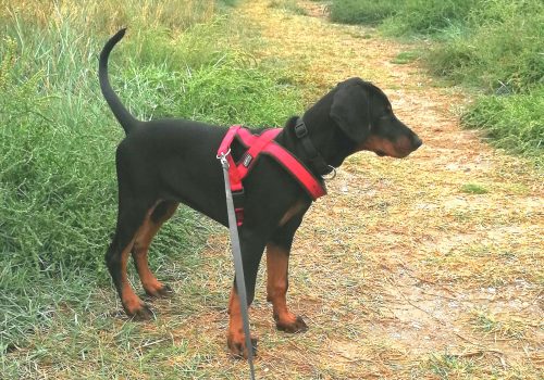 Dobermann vom Schwansee - Unser Dobermann-Welpe Betty Baldur