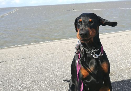 Dobermann vom Schwansee - Unsere Dobermann-Dame Aloha Nani