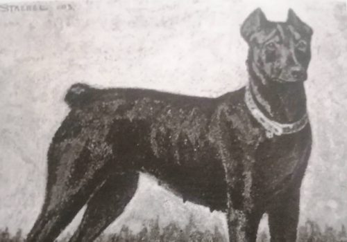 Dobermann vom Schwansee - Der Dobermann und seine Herkunft