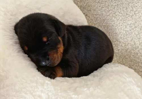 Dobermann vom Schwansee - Unsere Dobermann-Welpen aus dem B-Wurf
