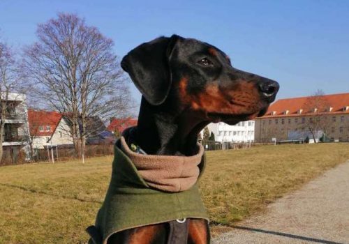 Dobermann vom Schwansee - Charlotte Mia vom Schwansee